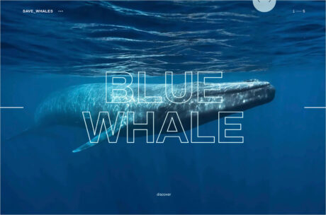 Save whalesウェブサイトの画面キャプチャ画像