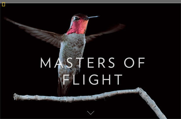 A Mesmerizing Look at Hummingbirds in Flightウェブサイトの画面キャプチャ画像